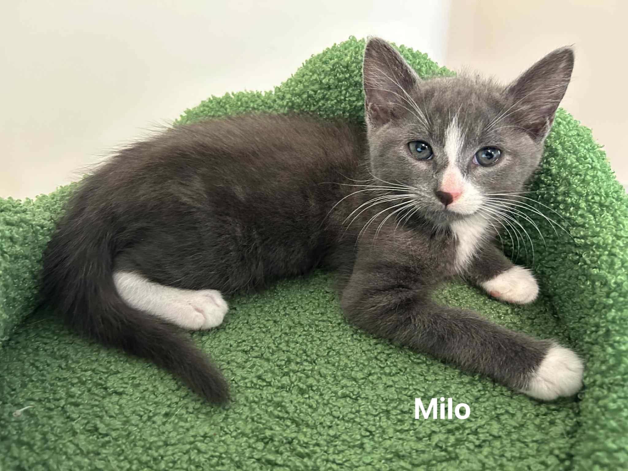 Milo Milo